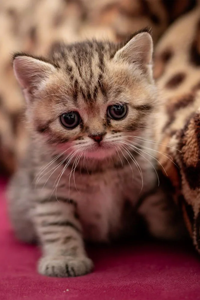 weißes britisch kurzhaar kitten