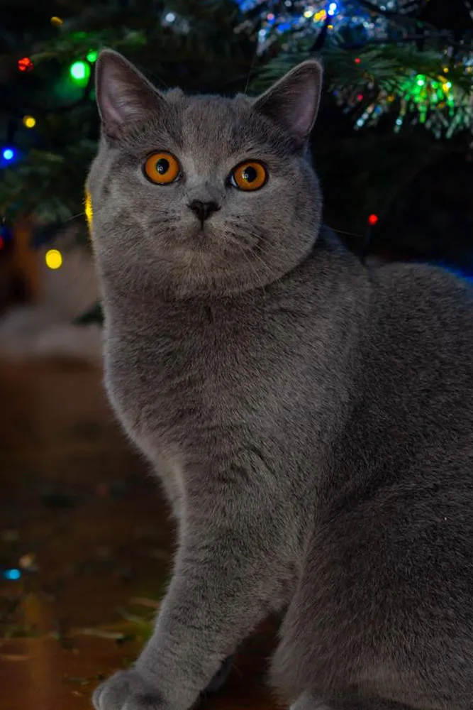 British Shorthair