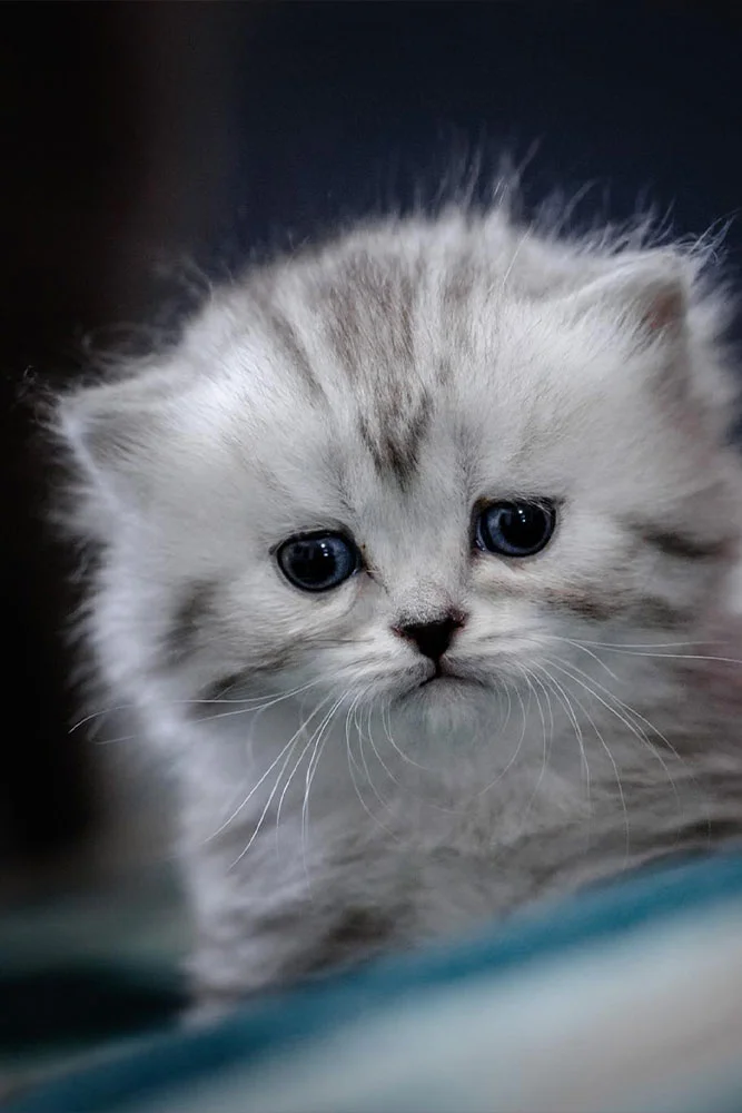 weißes britisch kurzhaar kitten