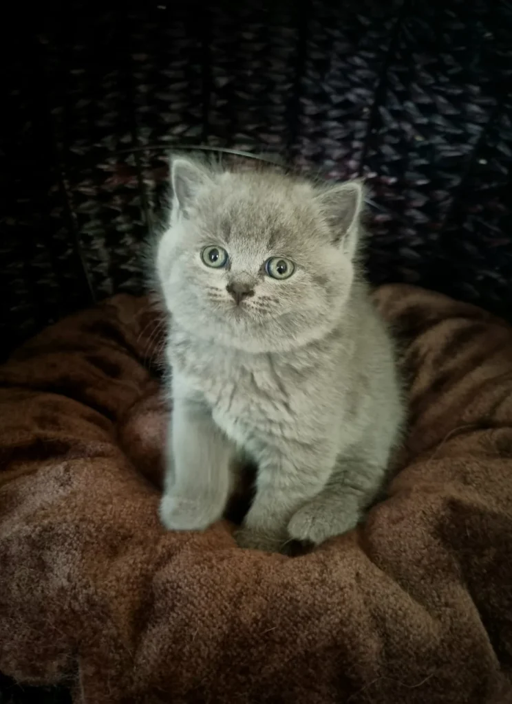 Kitten