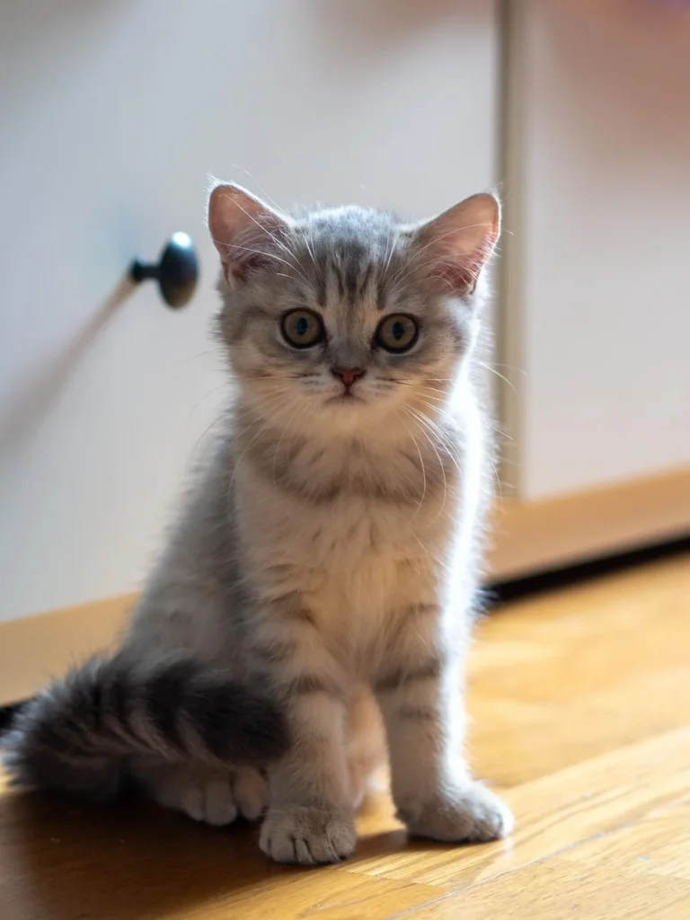 blaue britisch katze österreich