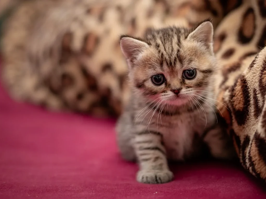 Kitten