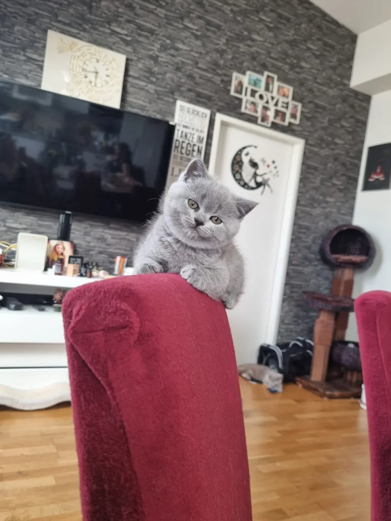 Kitten