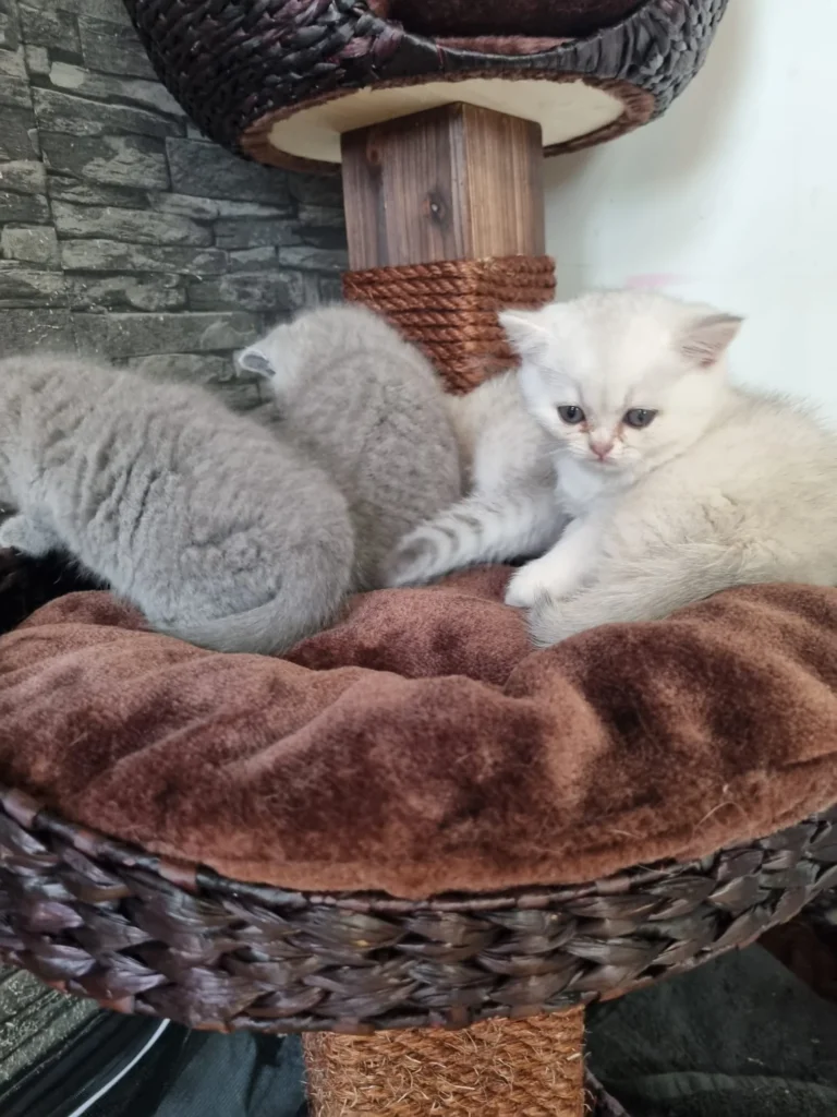 blaue britisch katze österreich
