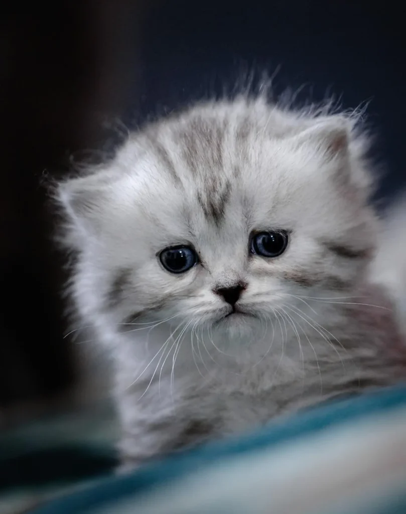 Kitten