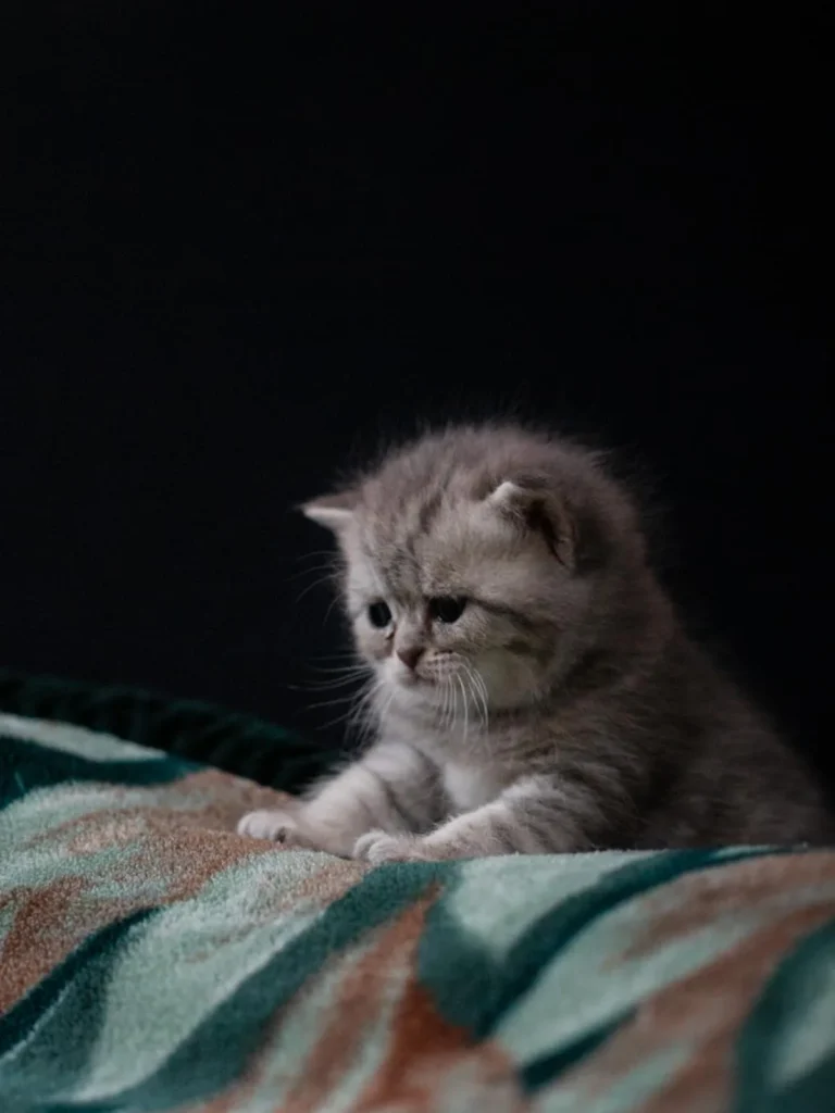 Kitten