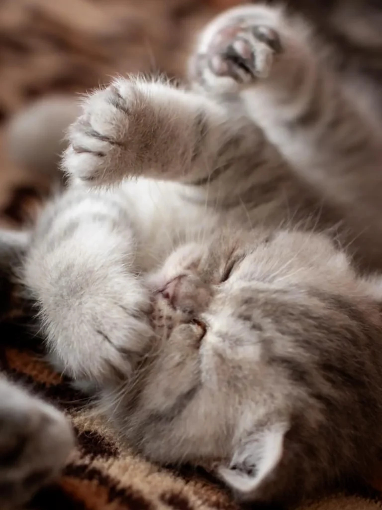 Kitten