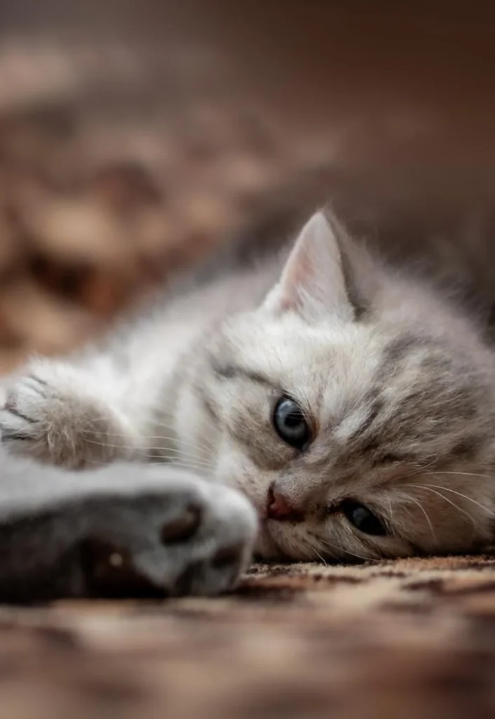 Kitten