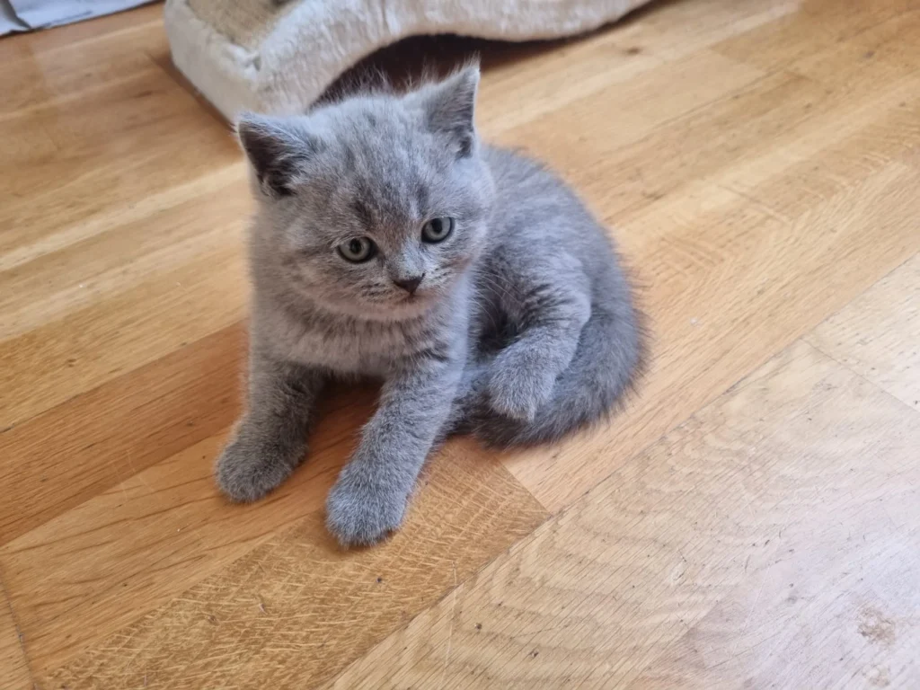 blaue britisch katze österreich
