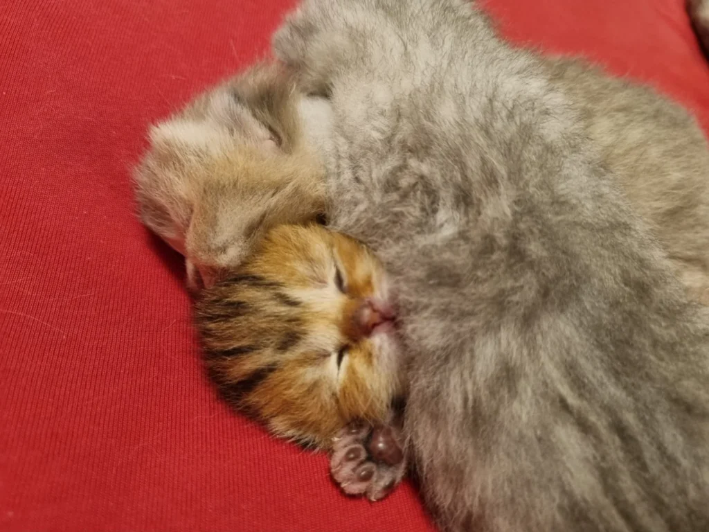 Kitten