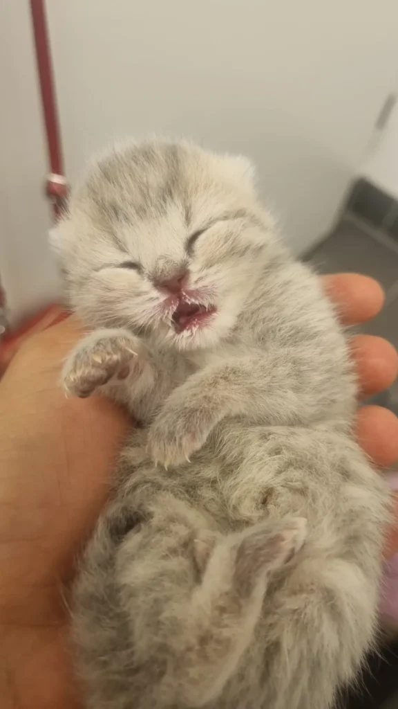 weißes britisch kurzhaar kitten