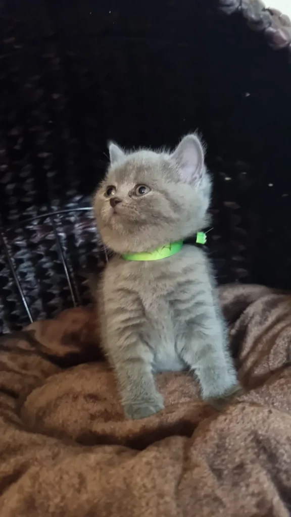 blaue britisch katze österreich