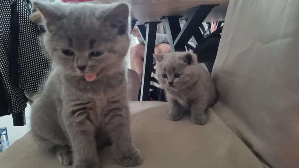 blaue britisch katze österreich