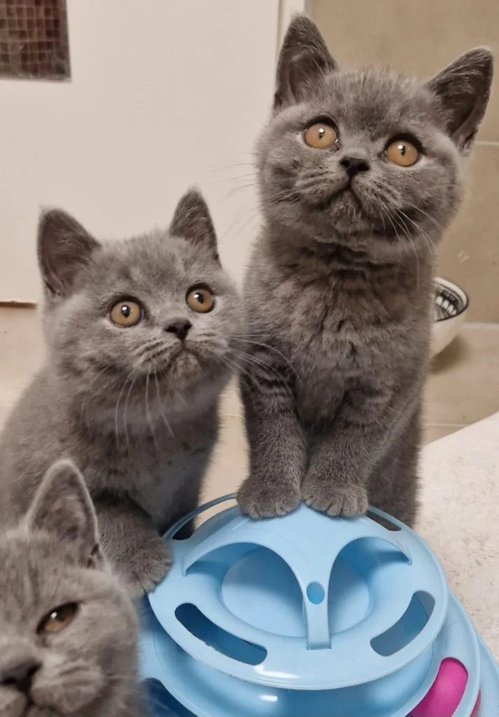 blaue britisch katze österreich