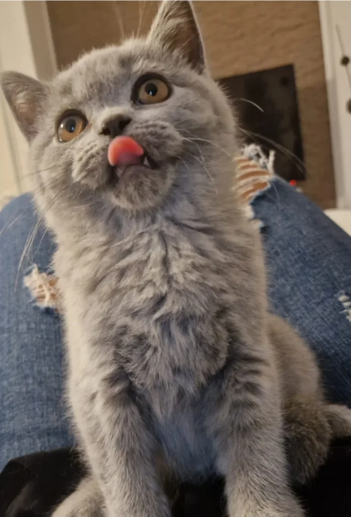 blaue britisch katze österreich