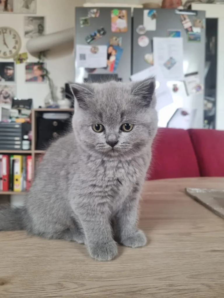 Kitten