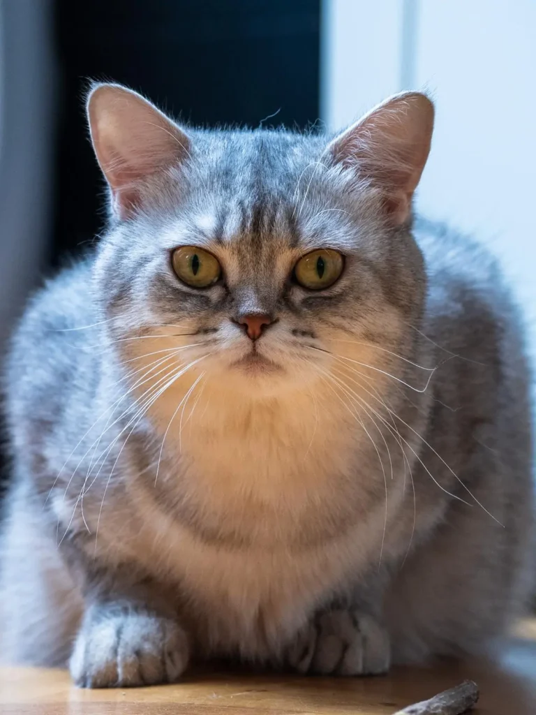 freya-Kitten