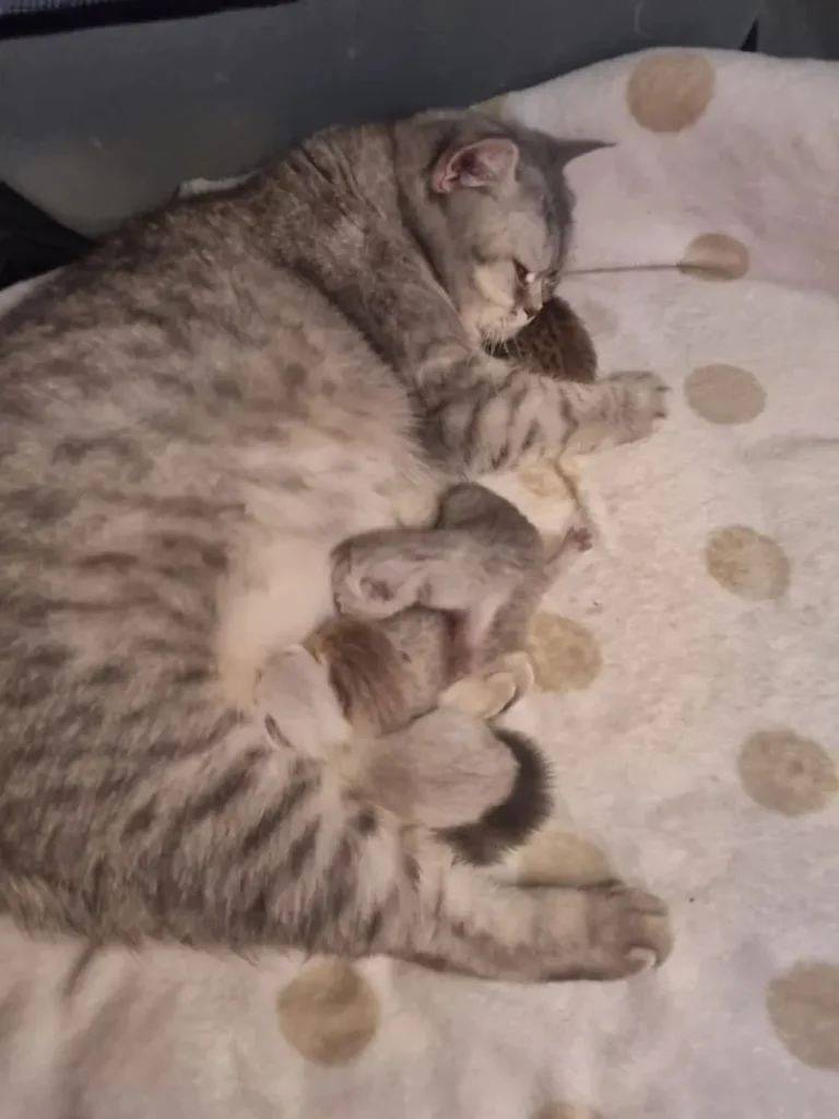freya-Kitten