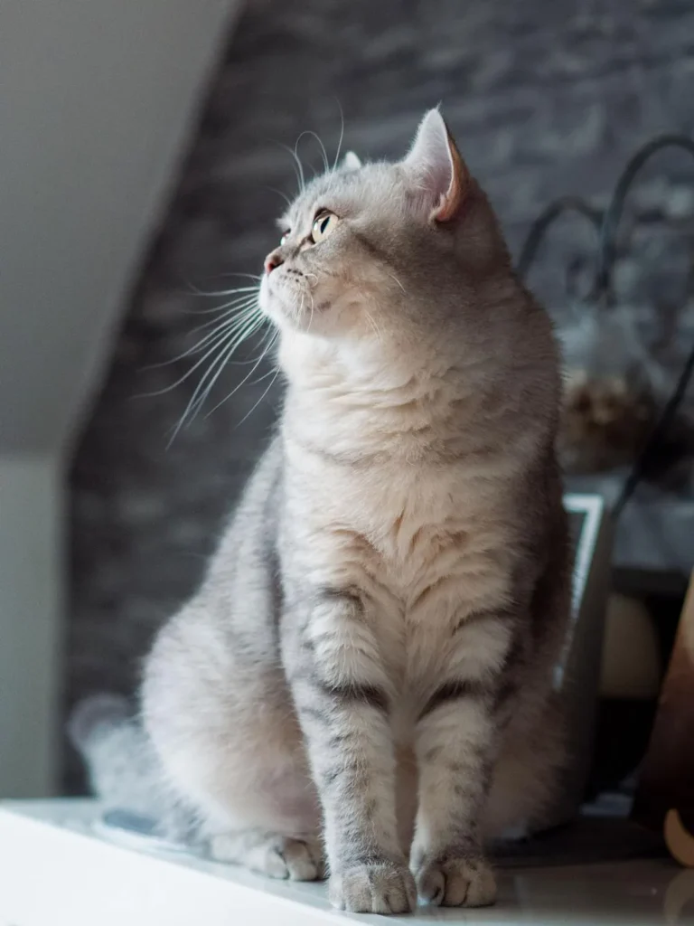 freya-Kitten