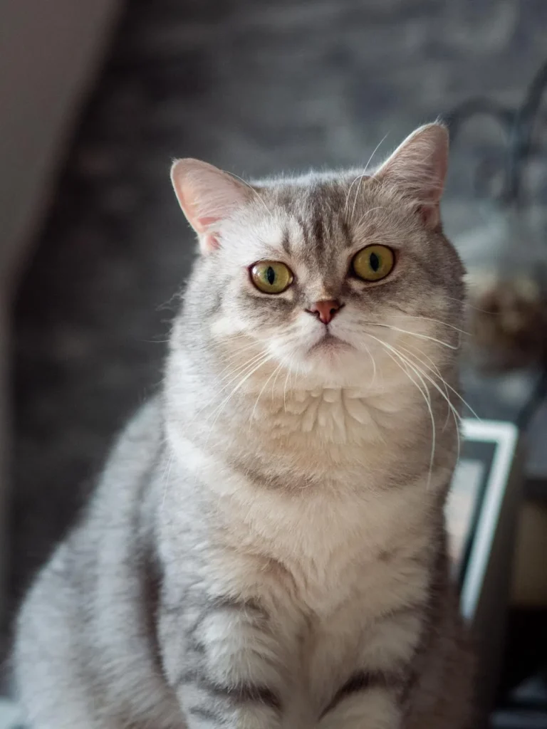 freya-Kitten