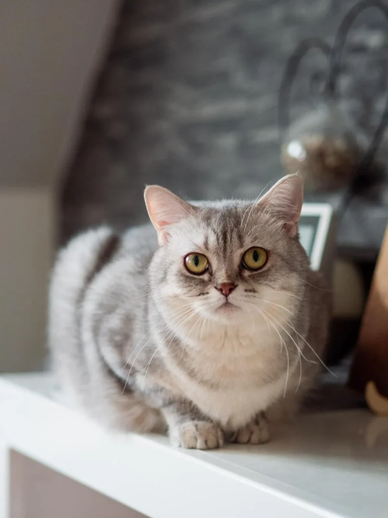 freya-Kitten