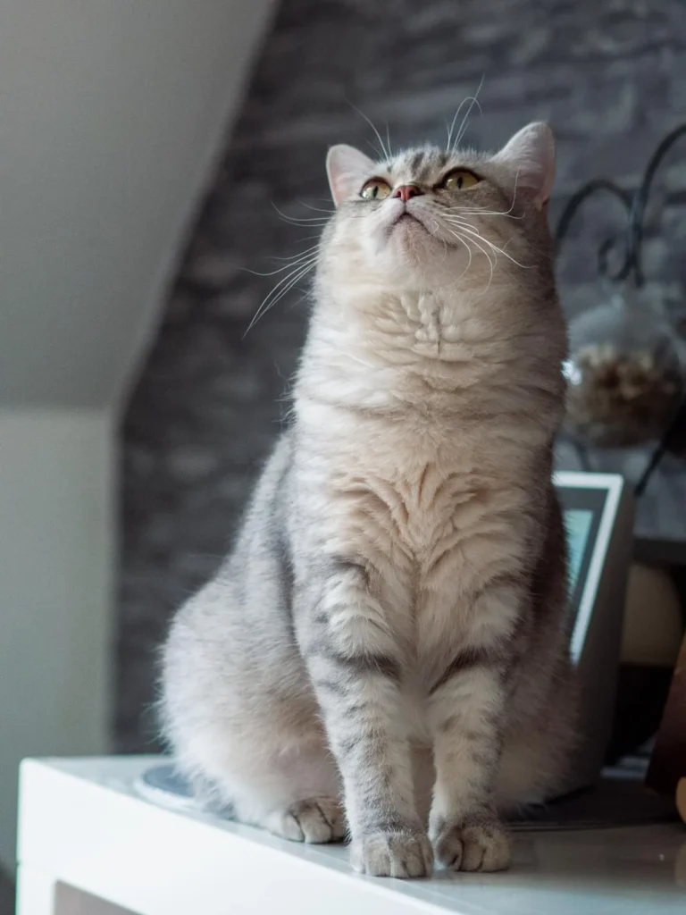 freya-Kitten