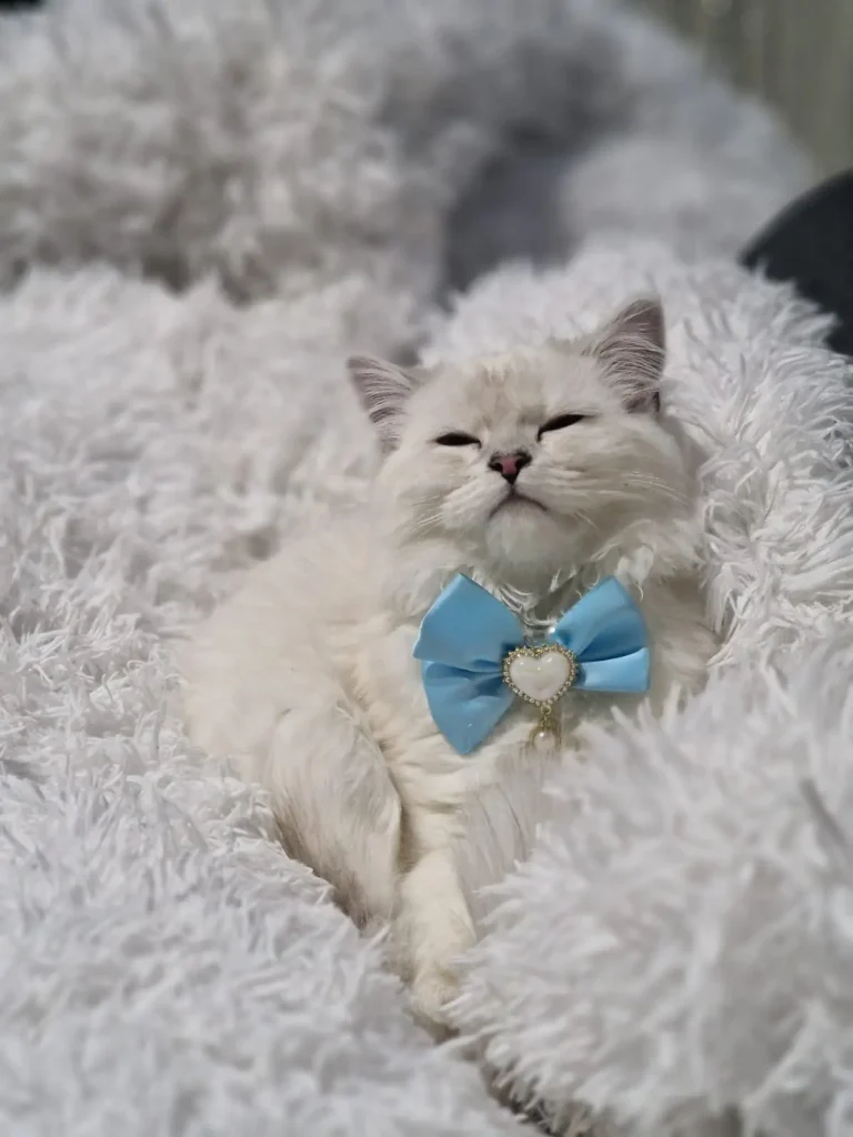 loky-Kitten