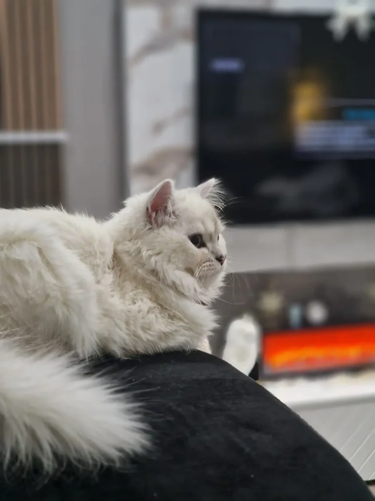 loky-Kitten