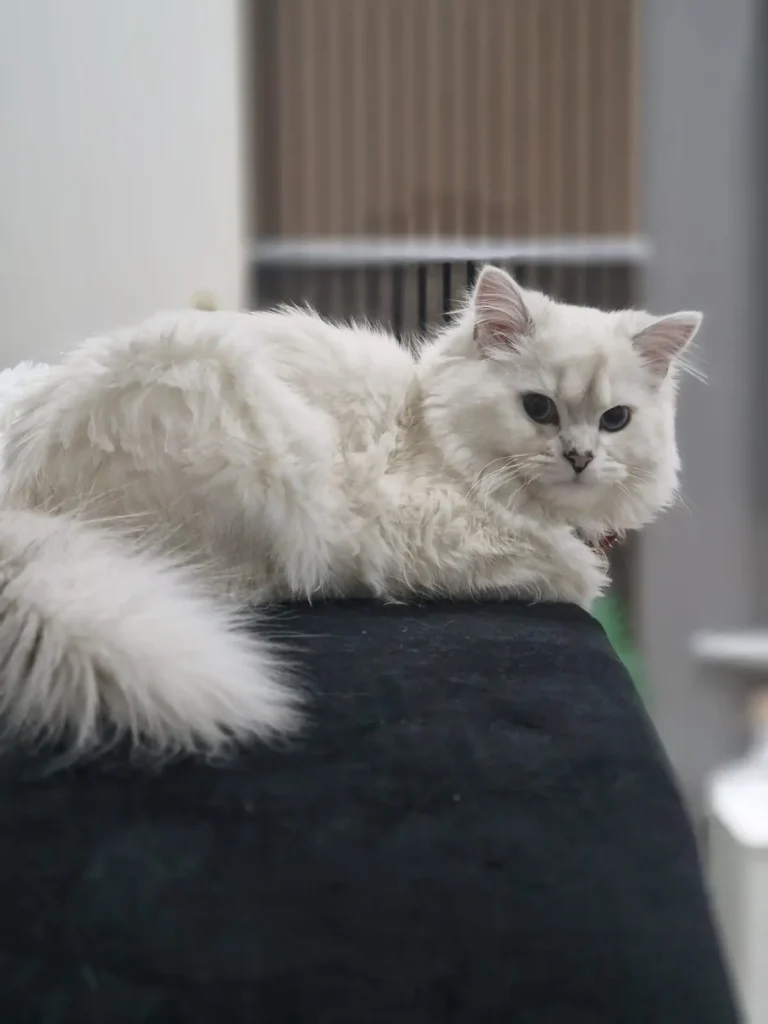 loky-Kitten
