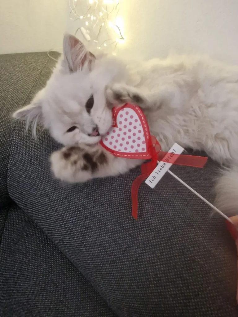loky-Kitten