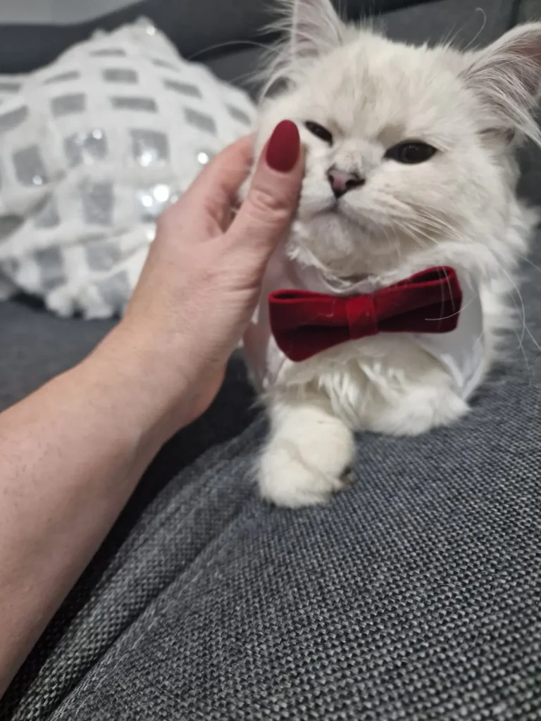 loky-Kitten