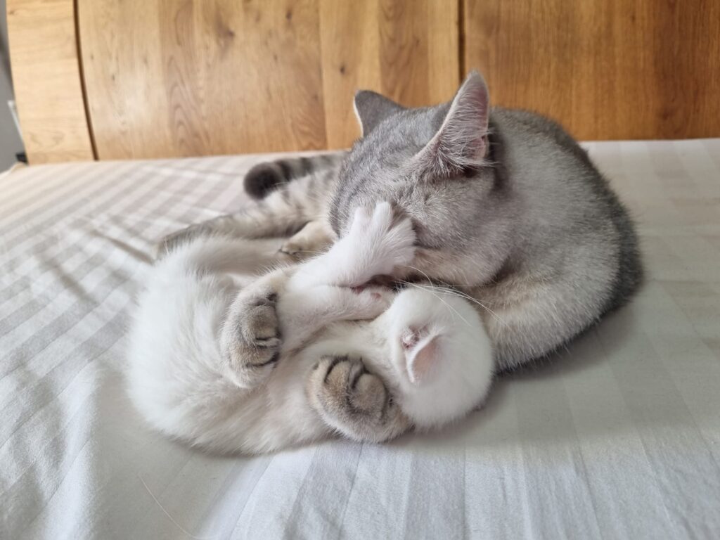 Verfügbare Kitten