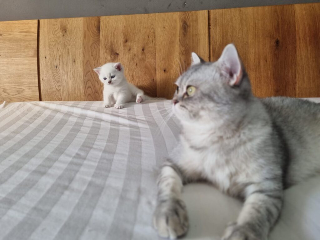 Verfügbare Kitten