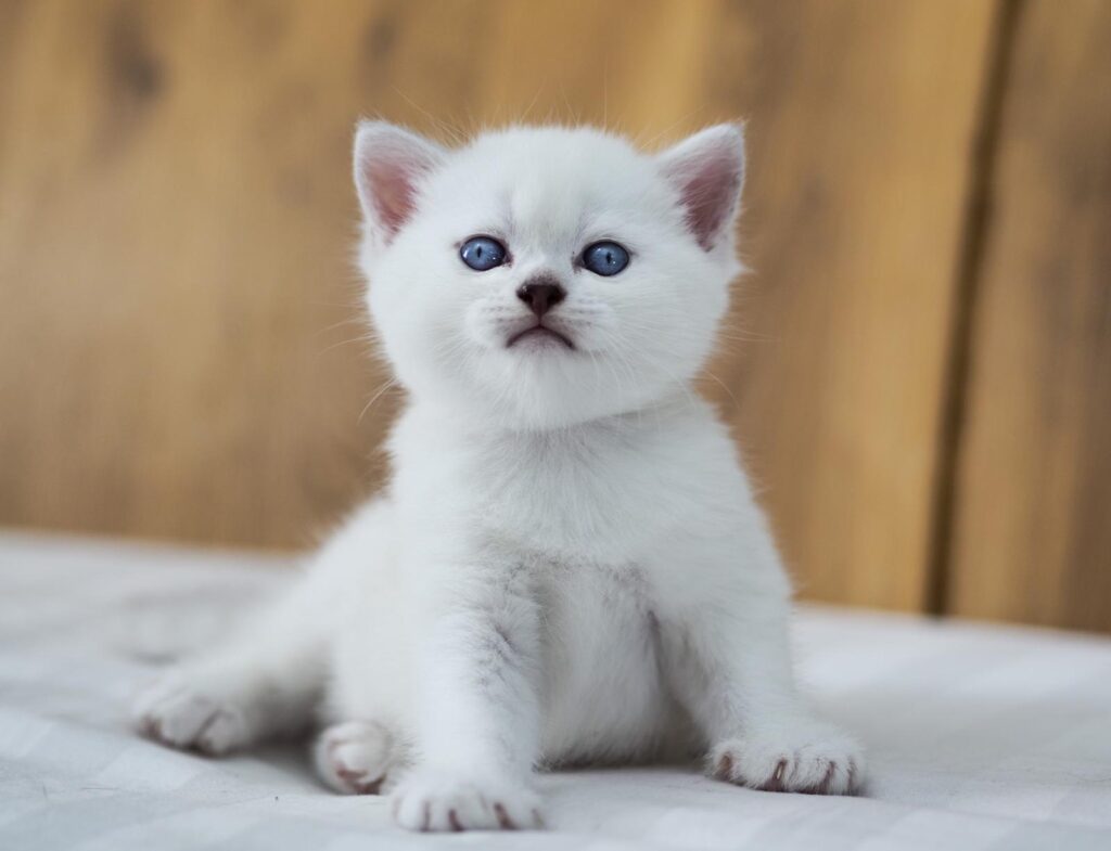 Verfügbare Kitten