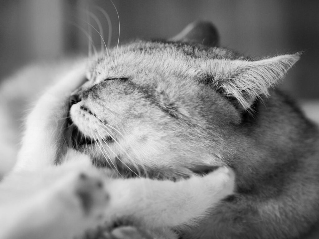 Verfügbare Kitten