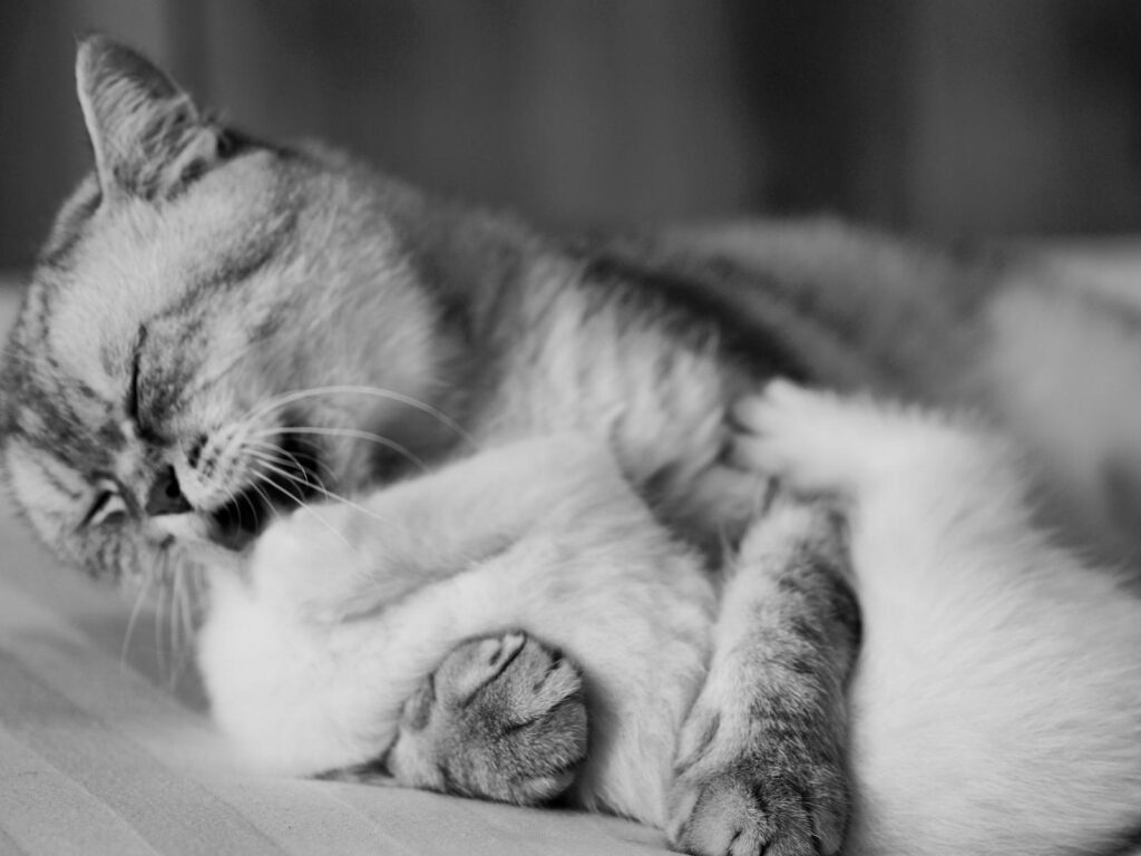 Verfügbare Kitten