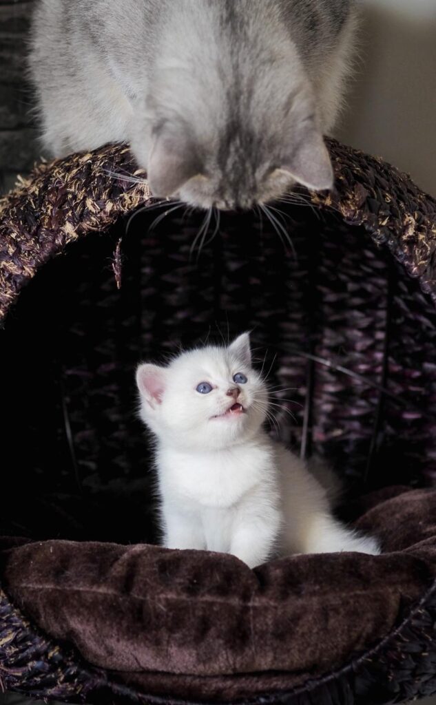 Verfügbare Kitten