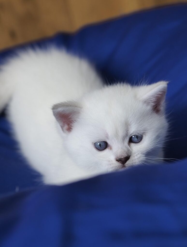 Verfügbare Kitten
