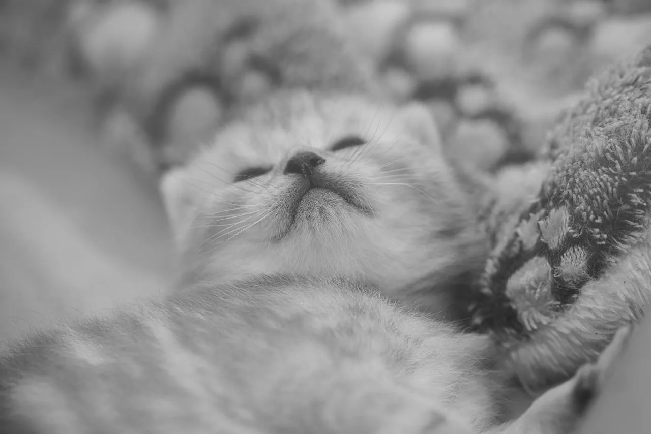 Freyas Kätzchen, Britisch Kurzhaar Kitten, Foto 1