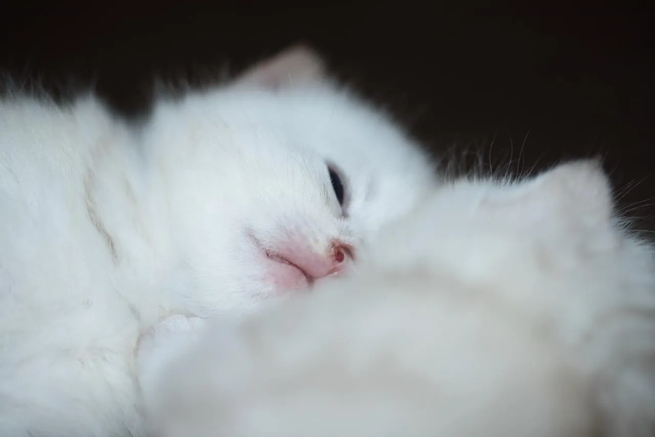 Freyas Kätzchen, Britisch Kurzhaar Kitten, Foto 2