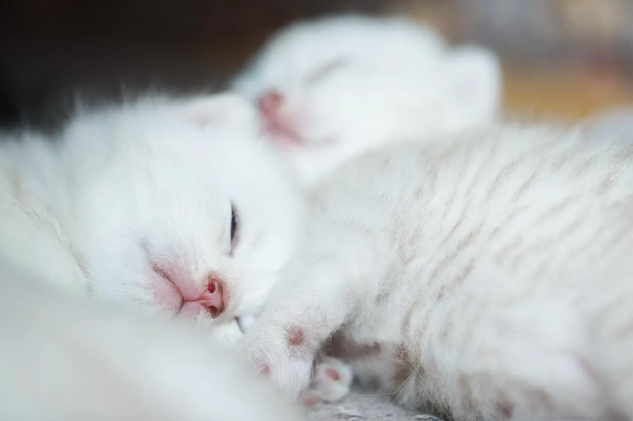 Freyas Kätzchen, Britisch Kurzhaar Kitten, Foto 3