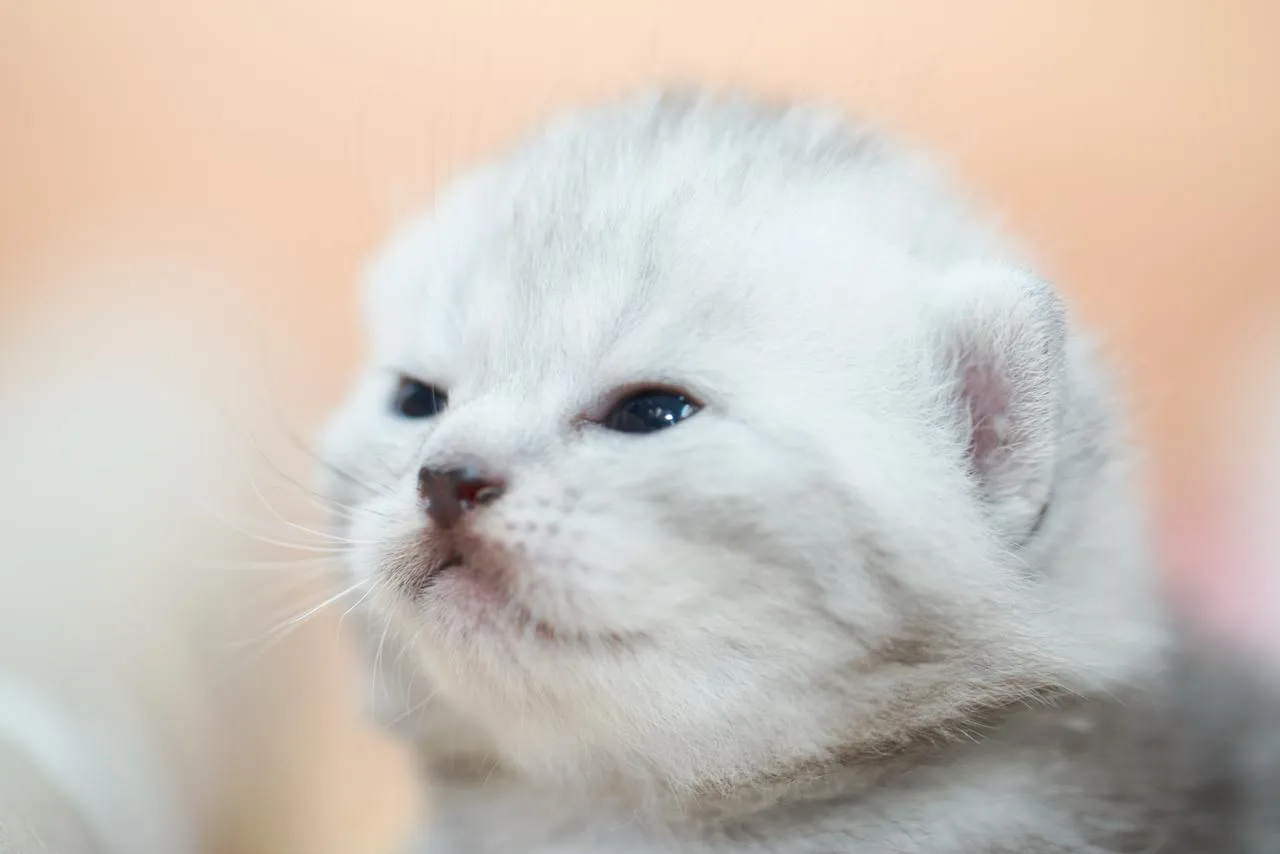 Freyas Kätzchen, Britisch Kurzhaar Kitten, Foto 4