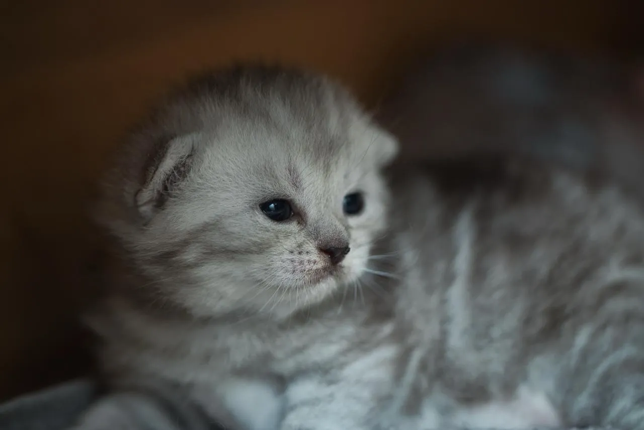 Freyas Kätzchen, Britisch Kurzhaar Kitten, Foto 5
