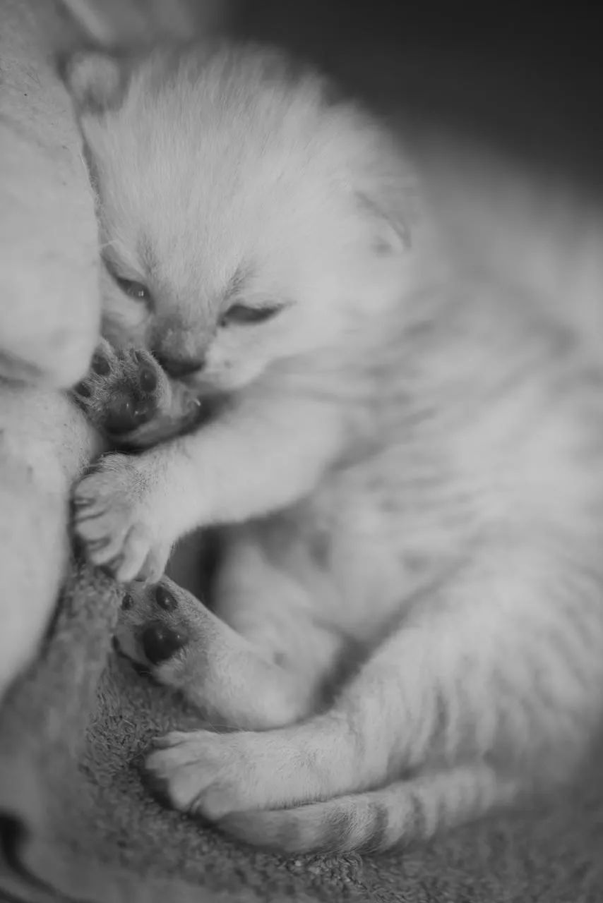 Freyas Kätzchen, Britisch Kurzhaar Kitten, Foto 6