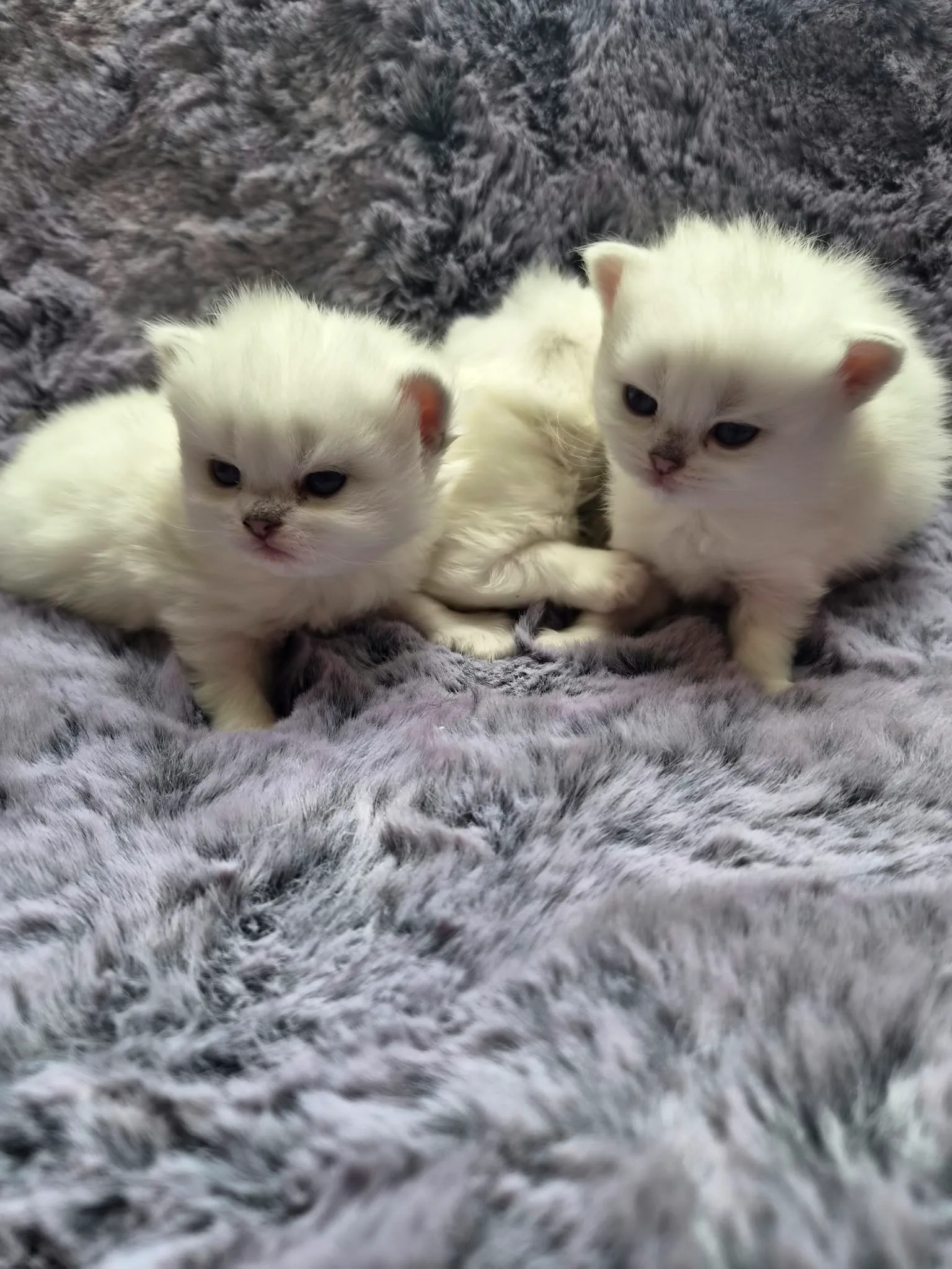 Majas Kätzchen, Britisch Kurzhaar Kitten, Foto 2