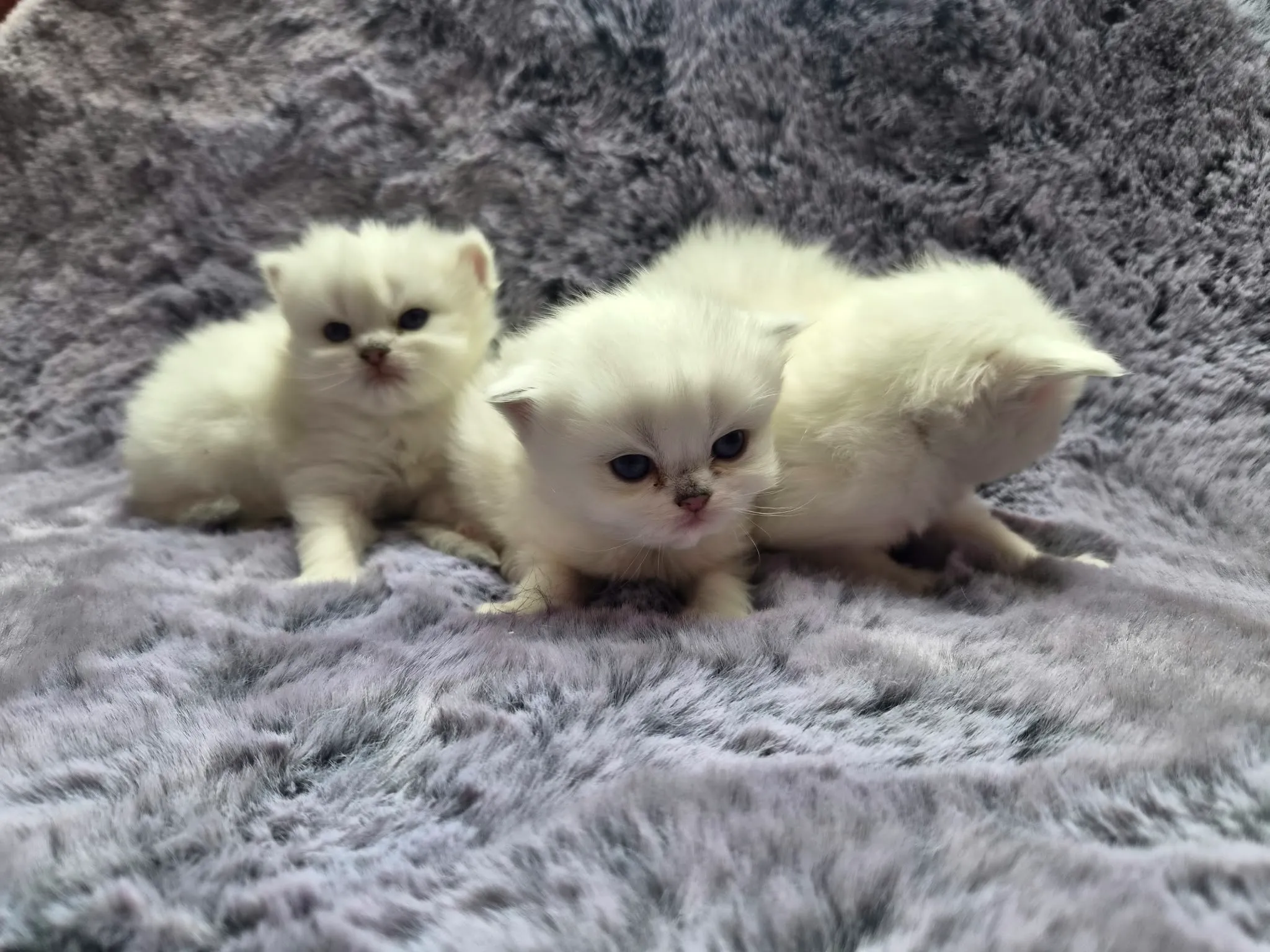 Majas Kätzchen, Britisch Kurzhaar Kitten, Foto 1