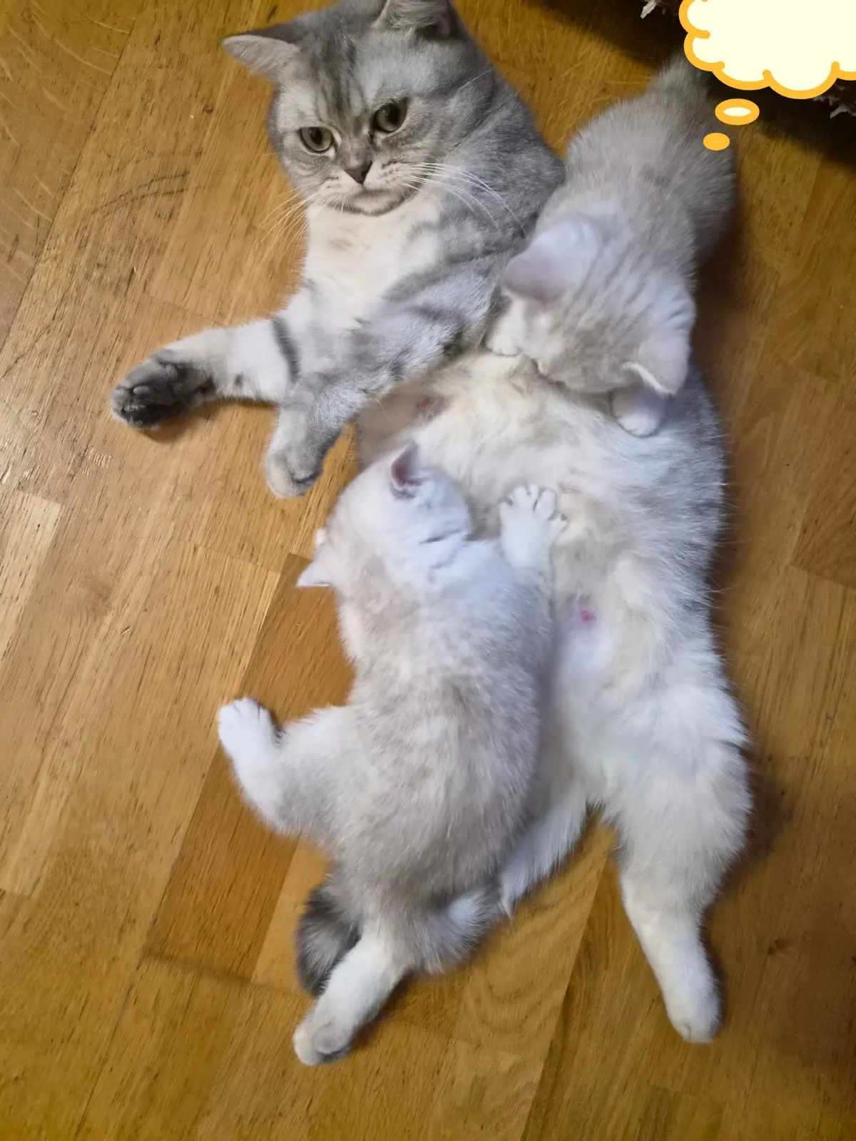 Freya mit ihren Kitten, Britisch Kurzhaar Silver Tabby, Foto 7
