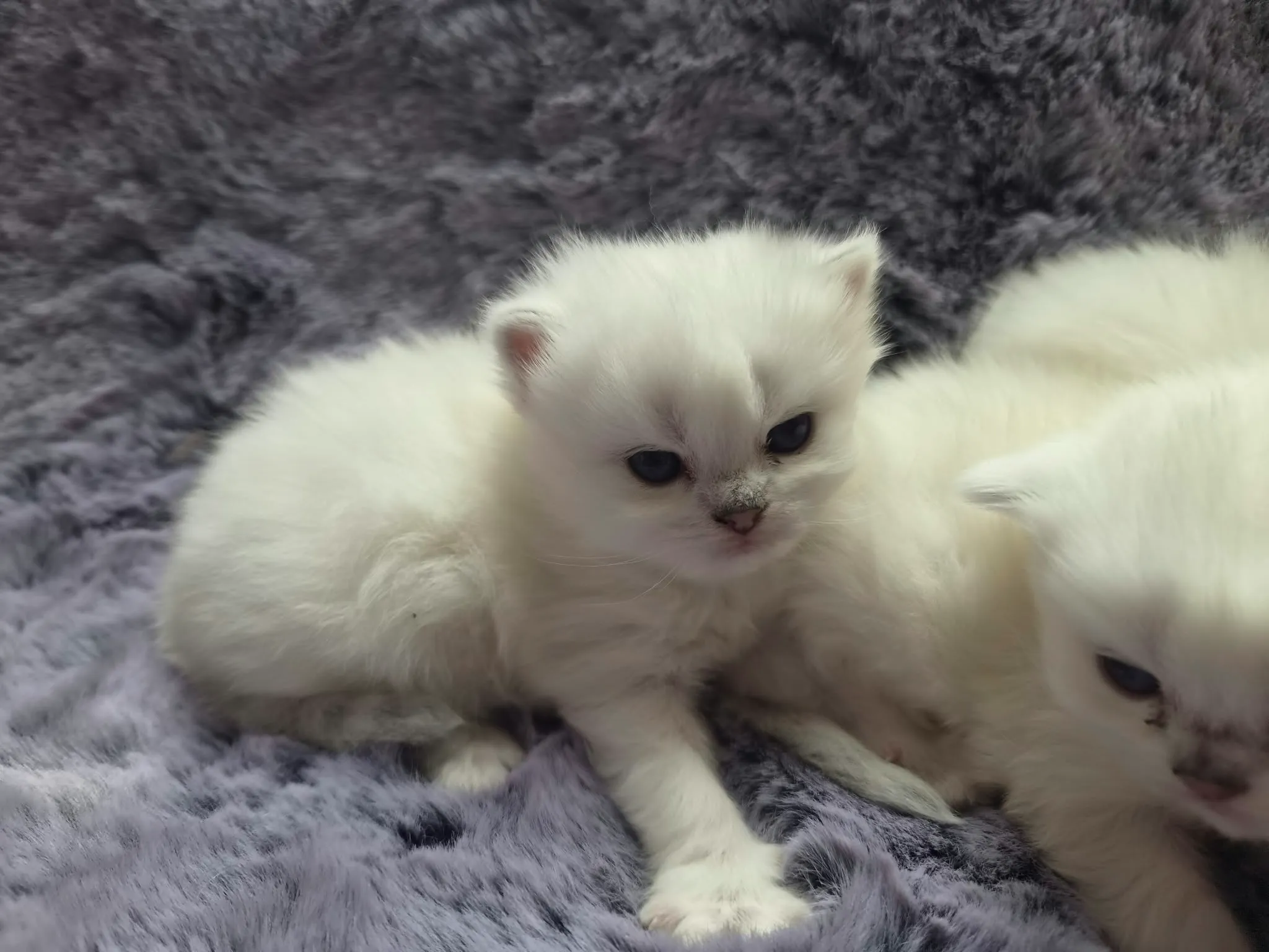 Majas Kätzchen, Britisch Kurzhaar Kitten, Foto 6