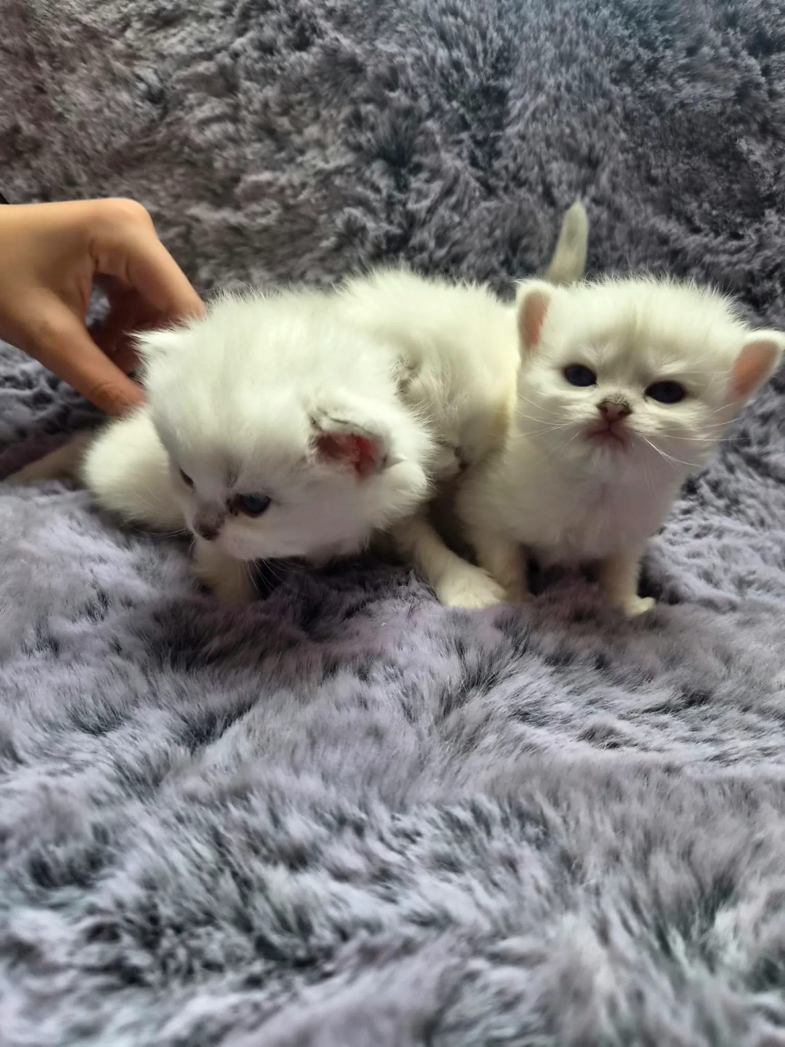 Majas Kätzchen, Britisch Kurzhaar Kitten, Foto 5