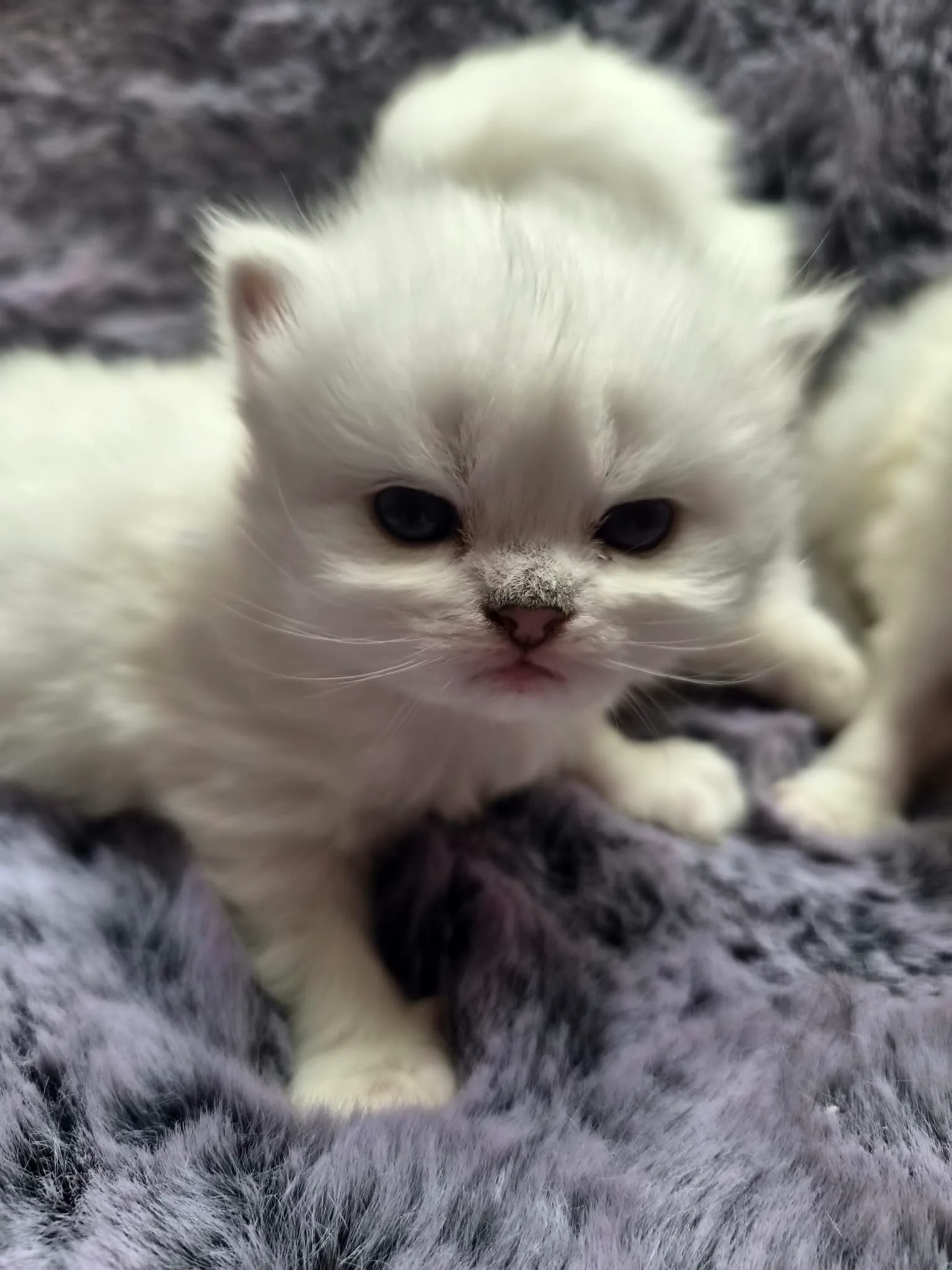 Majas Kätzchen, Britisch Kurzhaar Kitten, Foto 4